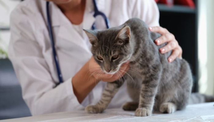 Understanding Antiviral Therapy For FIP