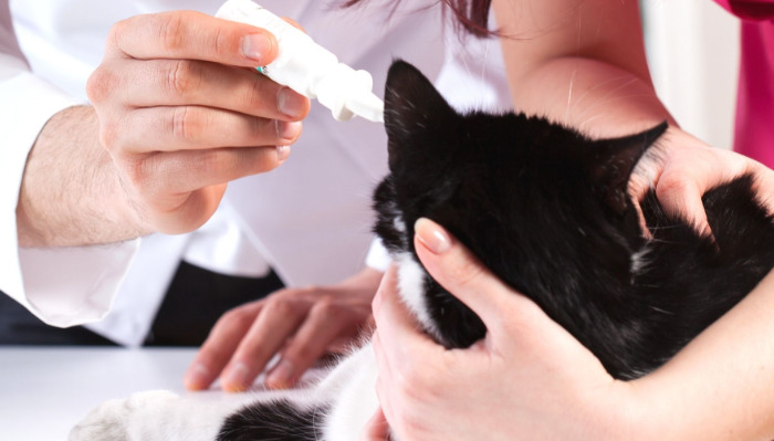 Is Eye Inflammation in Cats Linked to FIP