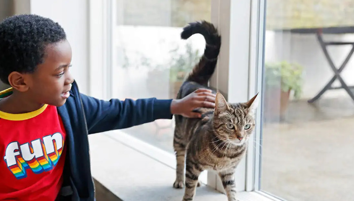 Does FIP Cause Loss of Appetite in Cats