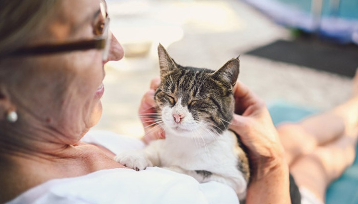 Is Feline Infectious Peritonitis (FIP) Hereditary