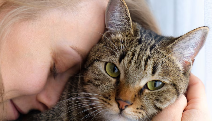 Can Cats Fully Recover from FIP with Modern Antiviral Treatment