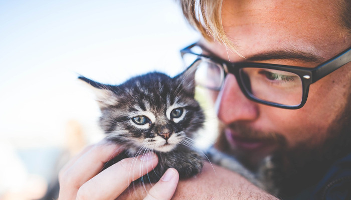 Is There a Way to Reduce the Risk of FIP in Cats - CatFIP