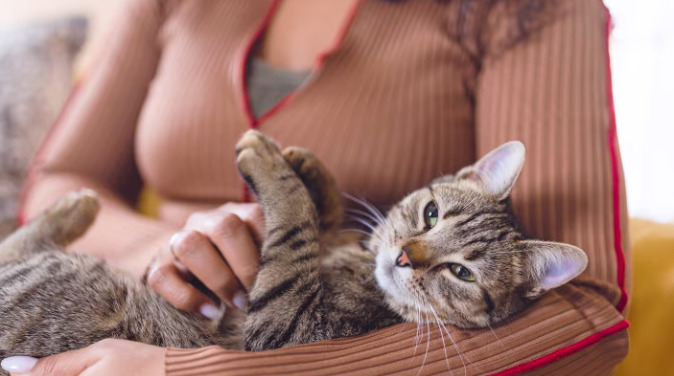 Does Wet FIP Respond Faster to Treatment