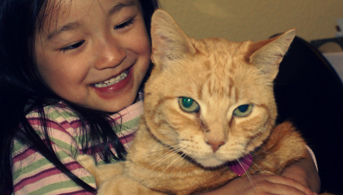 What Does Abdominal Swelling Feel Like in Cats With FIP