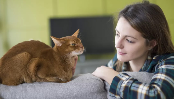 Are Early FIP Symptoms Easy to Miss