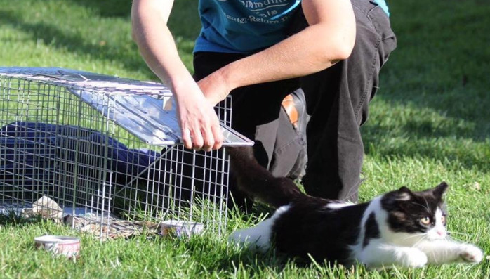 Intestinal Symptoms and Manifestations of FIP