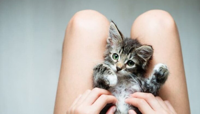 Can Adult Cats Be Successfully Treated for FIP