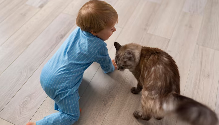 Early Warning Signs of FIP Every Cat Owner Should Know