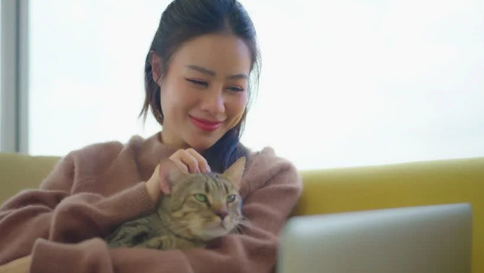 FIP In Adult Cats What Owners Need To Know