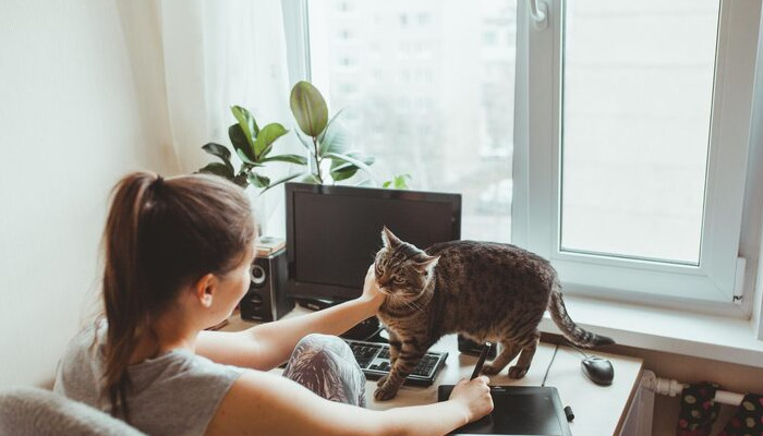 Feline Infectious Peritonitis Treatment