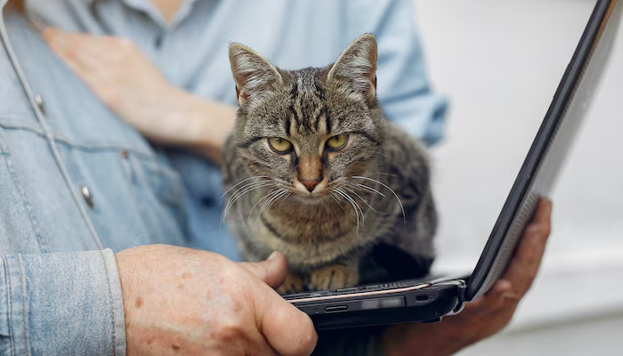 Why Do Veterinarians Often Say FIP Is “Highly Suspected”