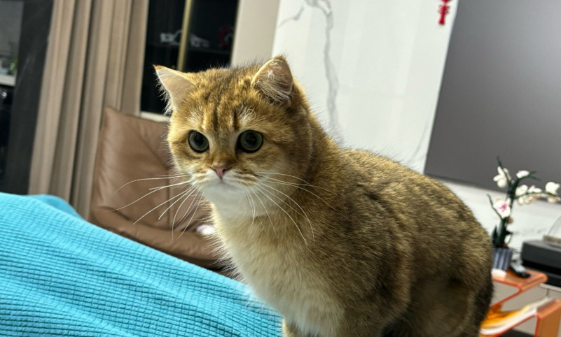 Can Indoor Cats Still Get FIP What Owners Should Know