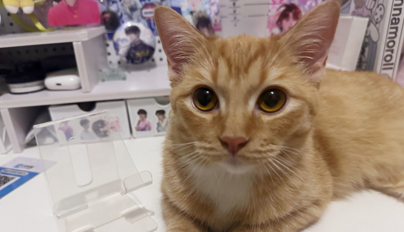 Is Digestive Health Related to FIP Risk