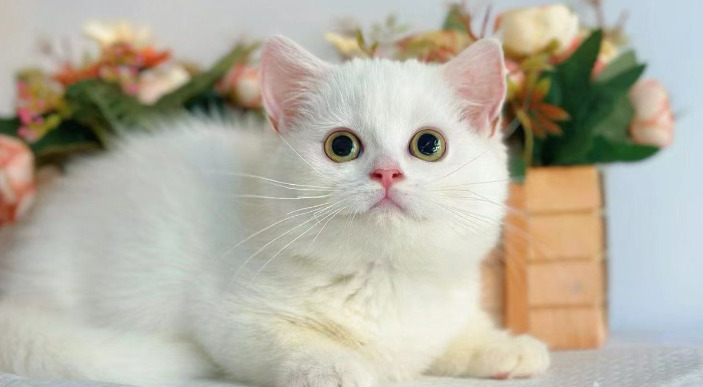 How Long Can Cats Live After Recovering From FIP