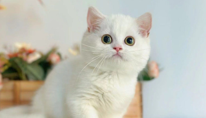 cost of FIP treatment for cats