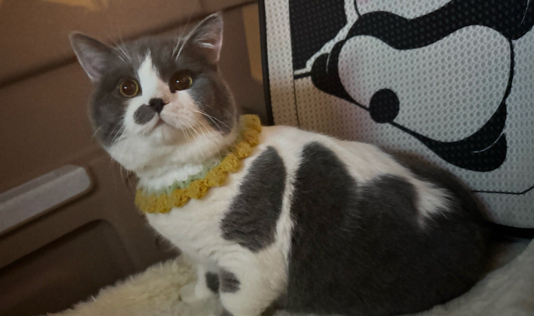 Which Cats Are Most At Risk for FIP