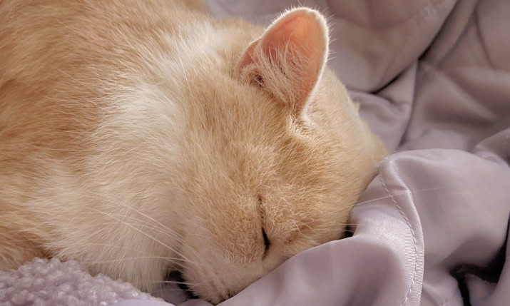 Is FIP Treatment a Long-Term Process