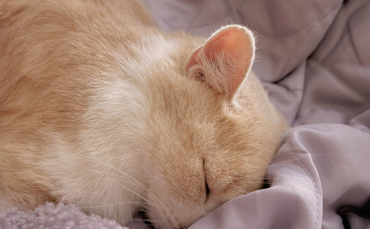 How NeoFipronis Helps Cats Recover From FIP