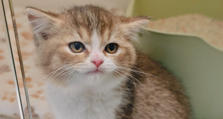 Can FIP Worsen Significantly Within a Week