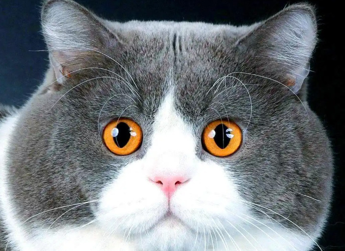 how to adjust FIP medication dosage