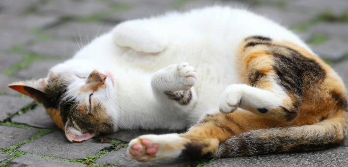 How to Differentiate FIP From Gastroenteritis