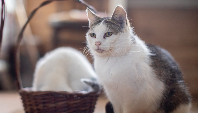 How to Prevent FIP in Multi-Cat Households