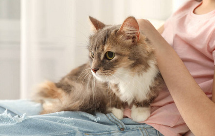 GS-441524 dosage for neurological FIP