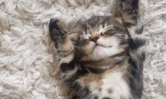 Are Treatment Outcomes Different Between FIP Types