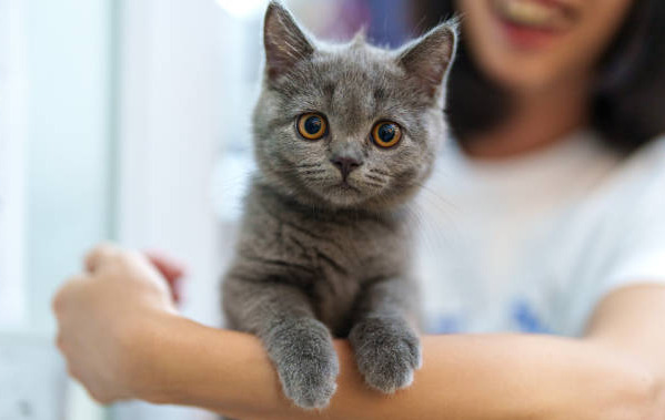 How To Reduce The Risk Of FIP Recurrence