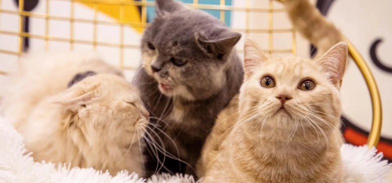 GS-441524 Side Effects What Cat Owners Should Know