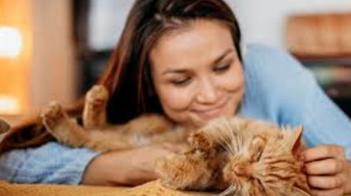 Is Over-Medicalizing Cats Linked to Higher FIP Risk