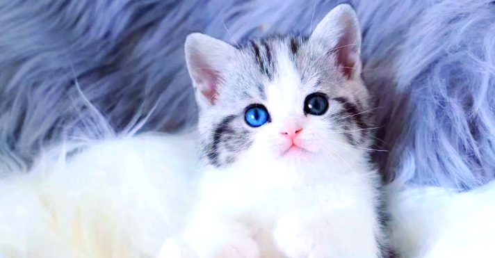 Is NeoFipronis Right For Your Cat