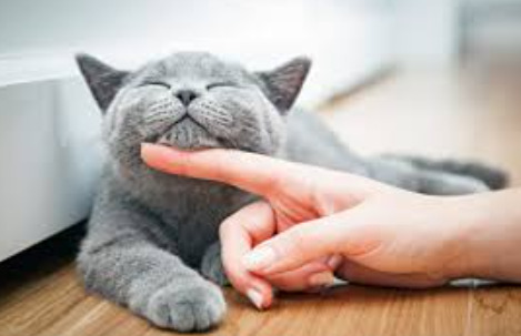 Everything Cat Owners Need to Know About FIP Symptoms