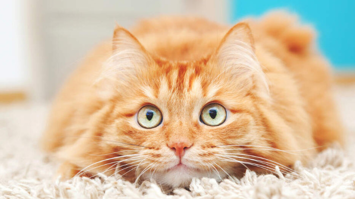 Does FIP Have Any Long-term Effects