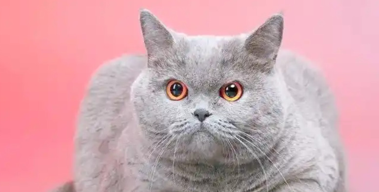 How to Rationally Interpret FIP Diagnostic Results