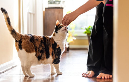 Diagnostic methods for FIP