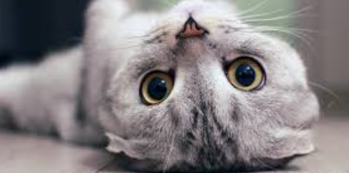 New Antiviral Drugs For FIP