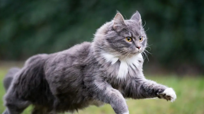 Cat FIP Symptoms And Treatment