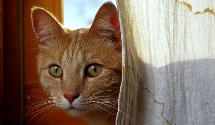 Is FIP Transmitted to Other Cats