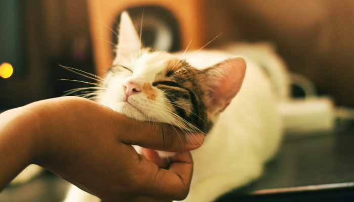 ocular FIP treatment for cats