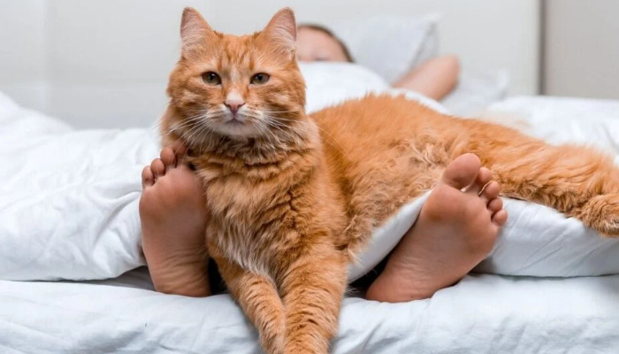 What Should a Cat With FIP Eat