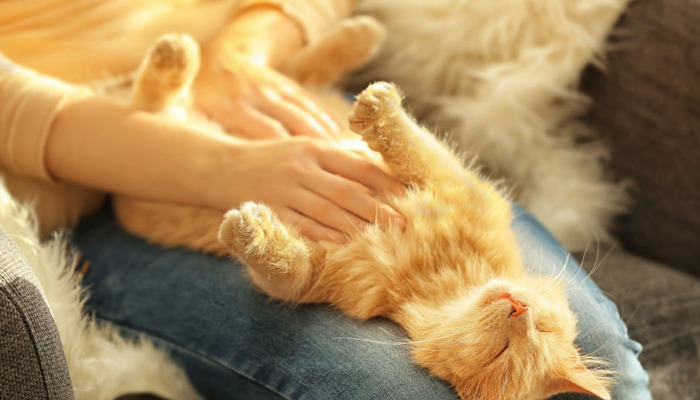 Approximately how much does FIP treatment cost