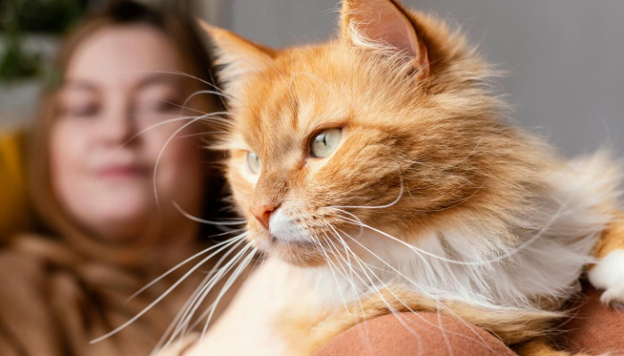 Are Injectable FIP Medications Painful for Cats