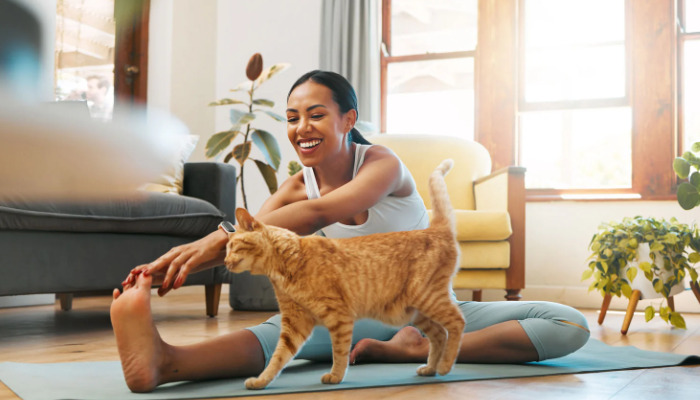 Best High Protein Diet For Cats With FIP