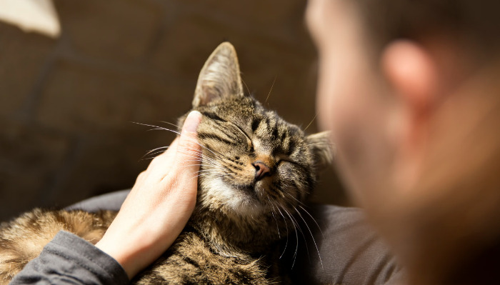 dry FIP medication for cats