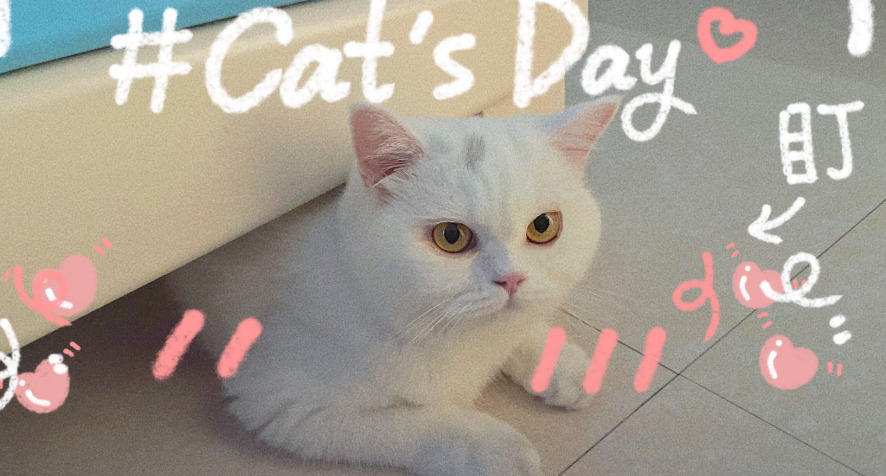 Is FIP Diagnosis Highly Dependent on Owner Observation