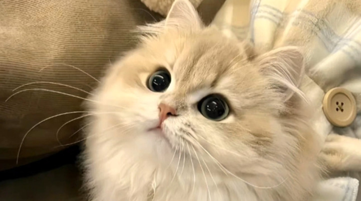 What to do if FIP is incurable