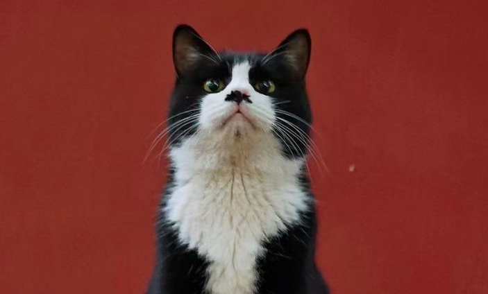 Can Cats Survive FIP