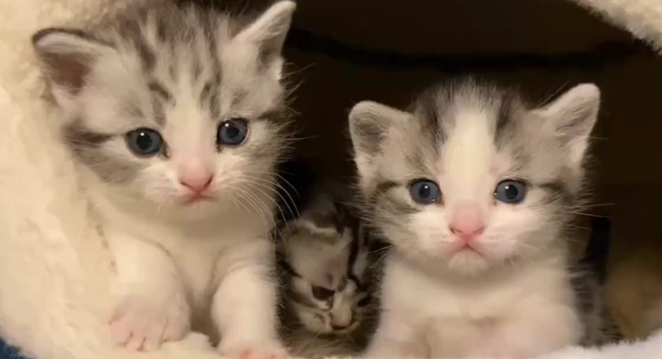 Best Food For Cats With FIP