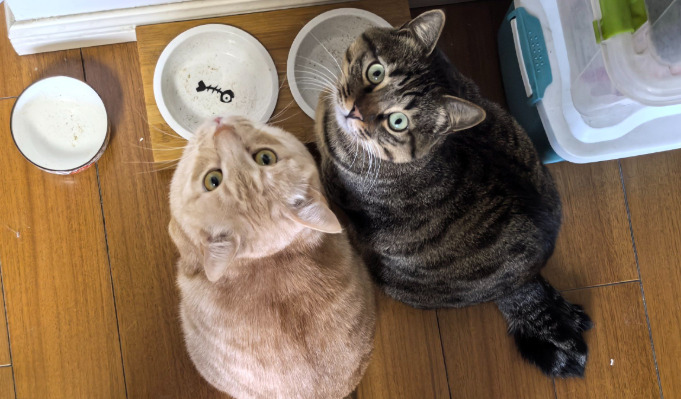 What Is the Recurrence Rate of FIP After Treatment